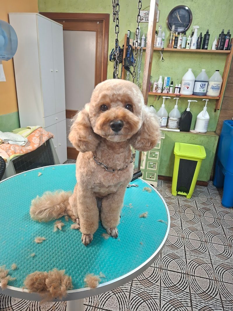 BeaBau | Toelette per cani e gatti - Foto 4