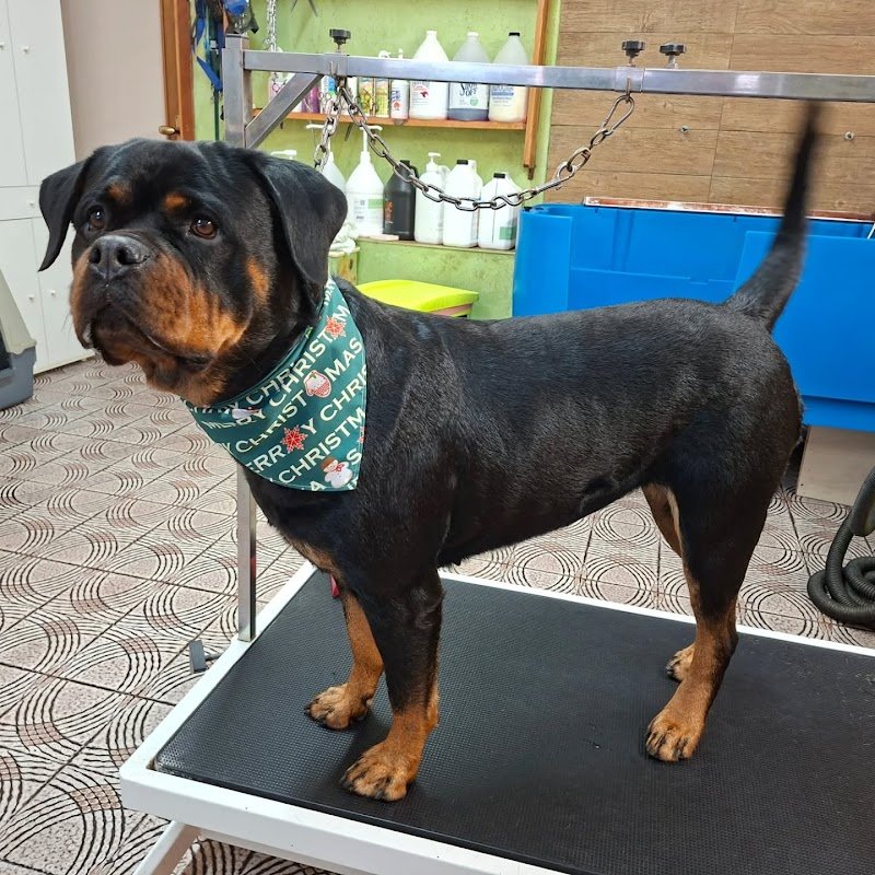 BeaBau | Toelette per cani e gatti - Foto 5