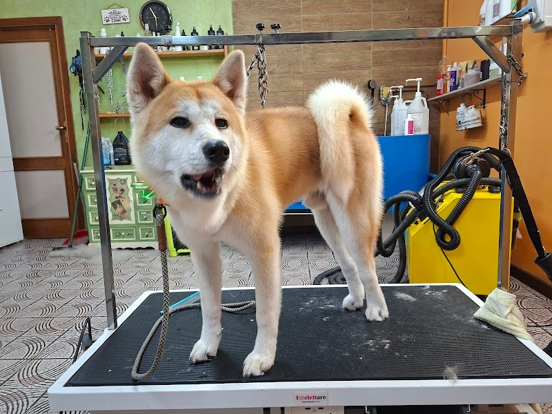 BeaBau | Toelette per cani e gatti - Foto 6