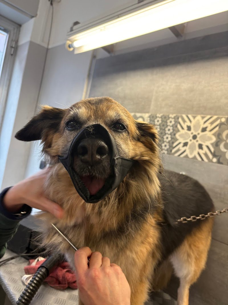 Beautiful Dog - Foto 1