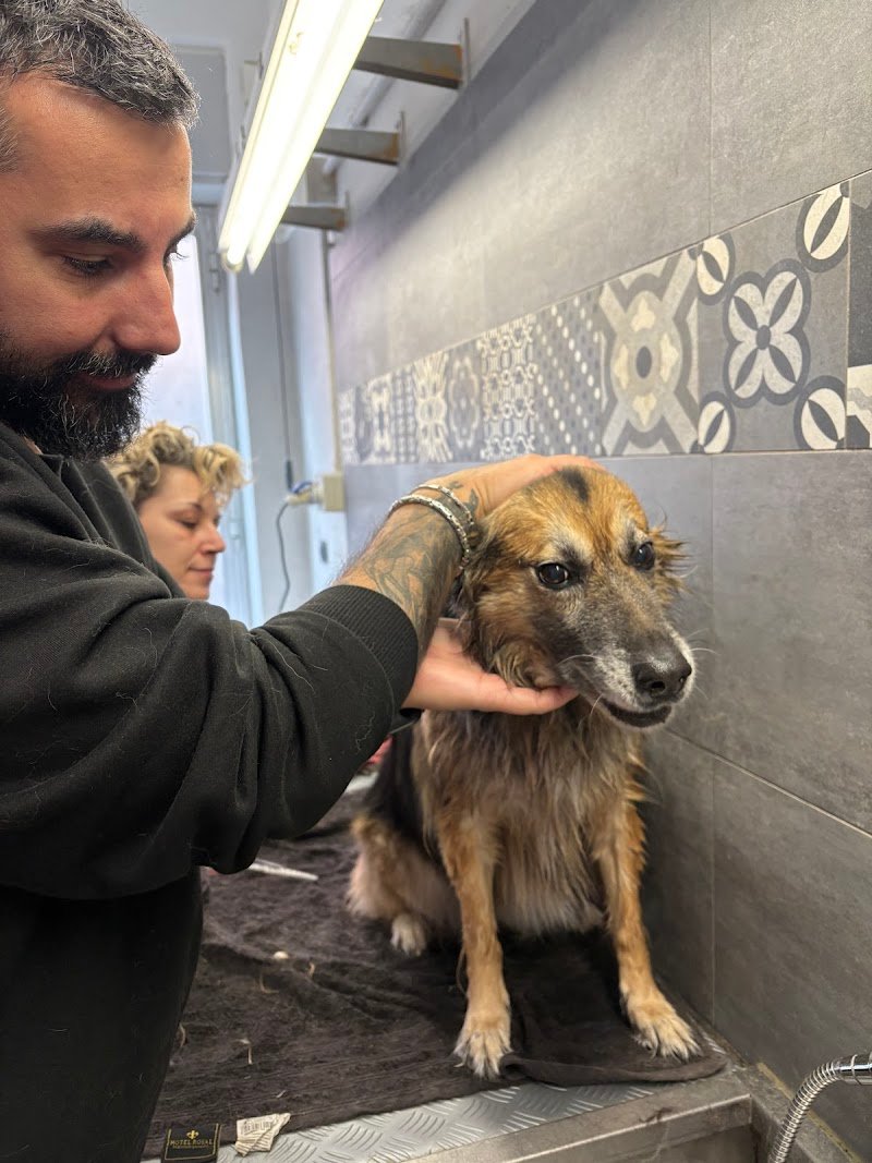 Beautiful Dog - Foto 2