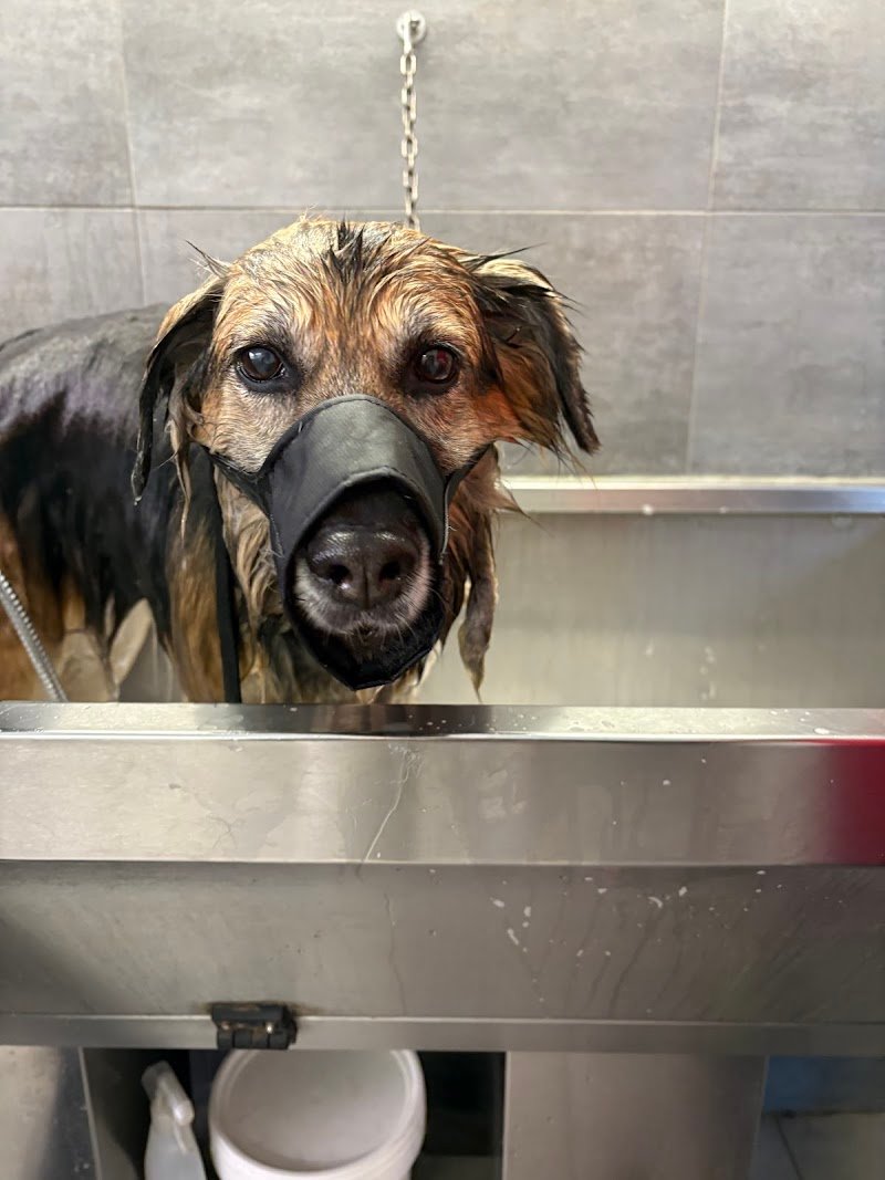 Beautiful Dog - Foto 3