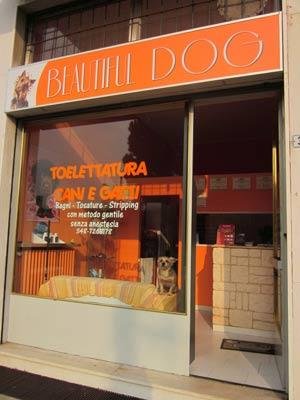 Beautiful Dog - Foto 4