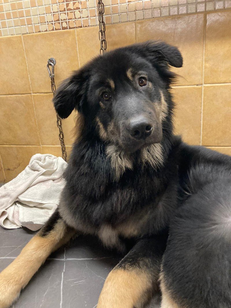 Beautiful Dog - Foto 6