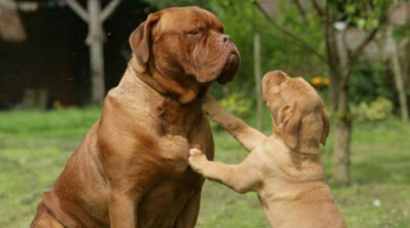 Beautiful Dog Di Alfonso Rizzo Pinna - Foto 1