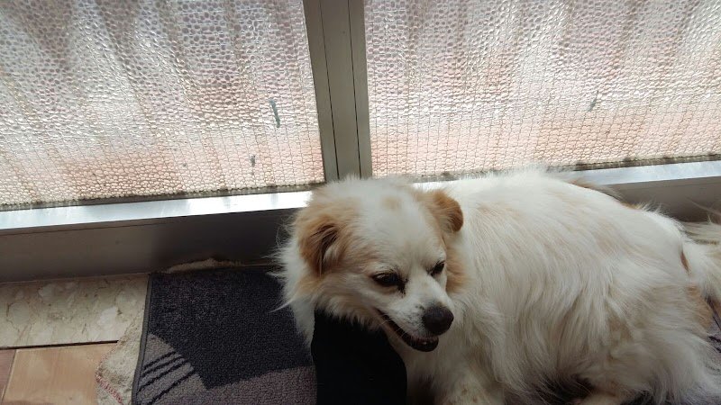 Beautiful Dog Di Alfonso Rizzo Pinna - Foto 3