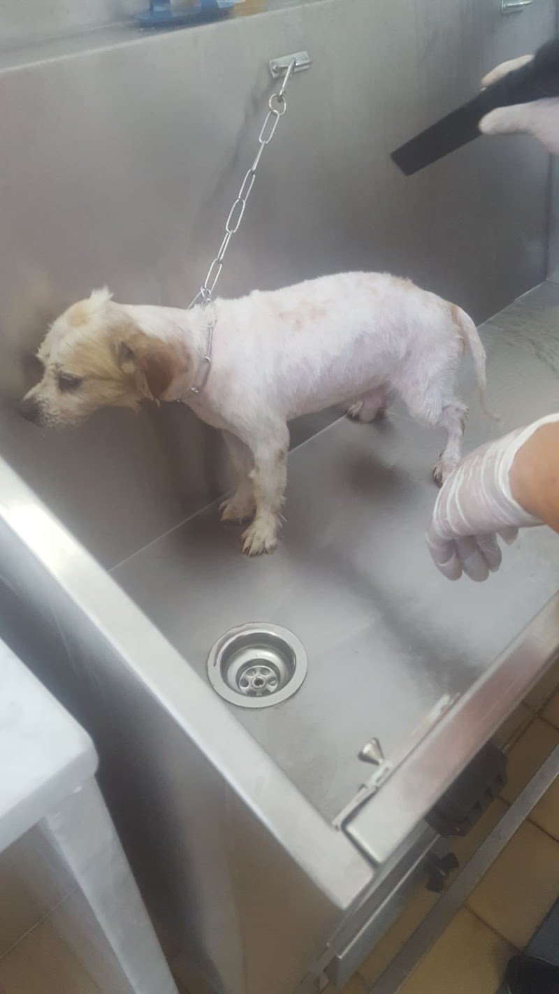 Beautiful Dog Di Alfonso Rizzo Pinna - Foto 4