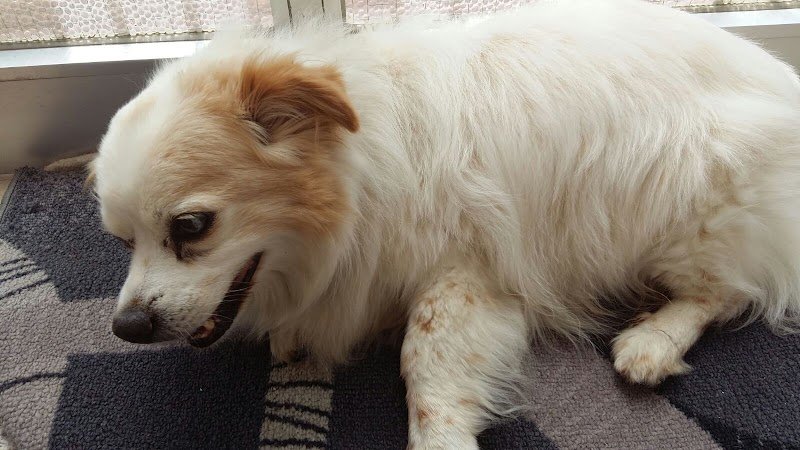 Beautiful Dog Di Alfonso Rizzo Pinna - Foto 6