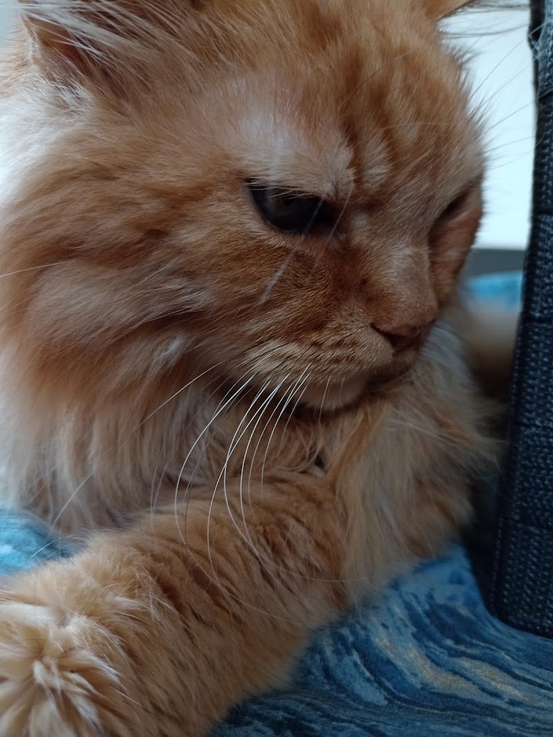 BEAUTIFUL DOG - Foto 2