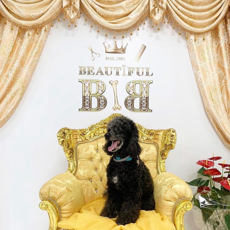 Beautiful Luxury Pet Institute - Foto 1