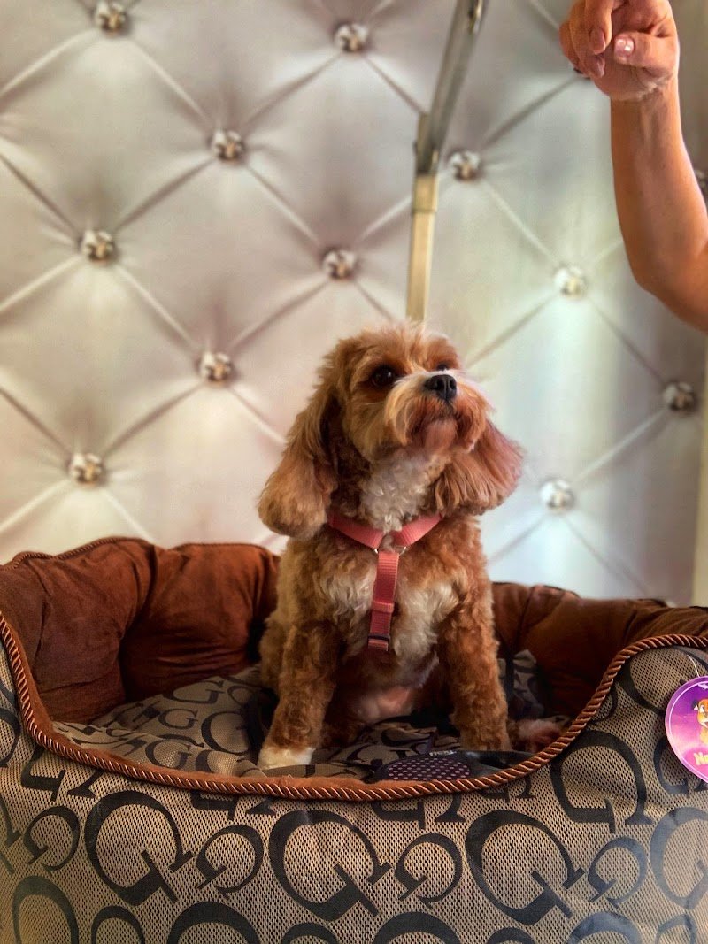 Beautiful Luxury Pet Institute - Foto 3