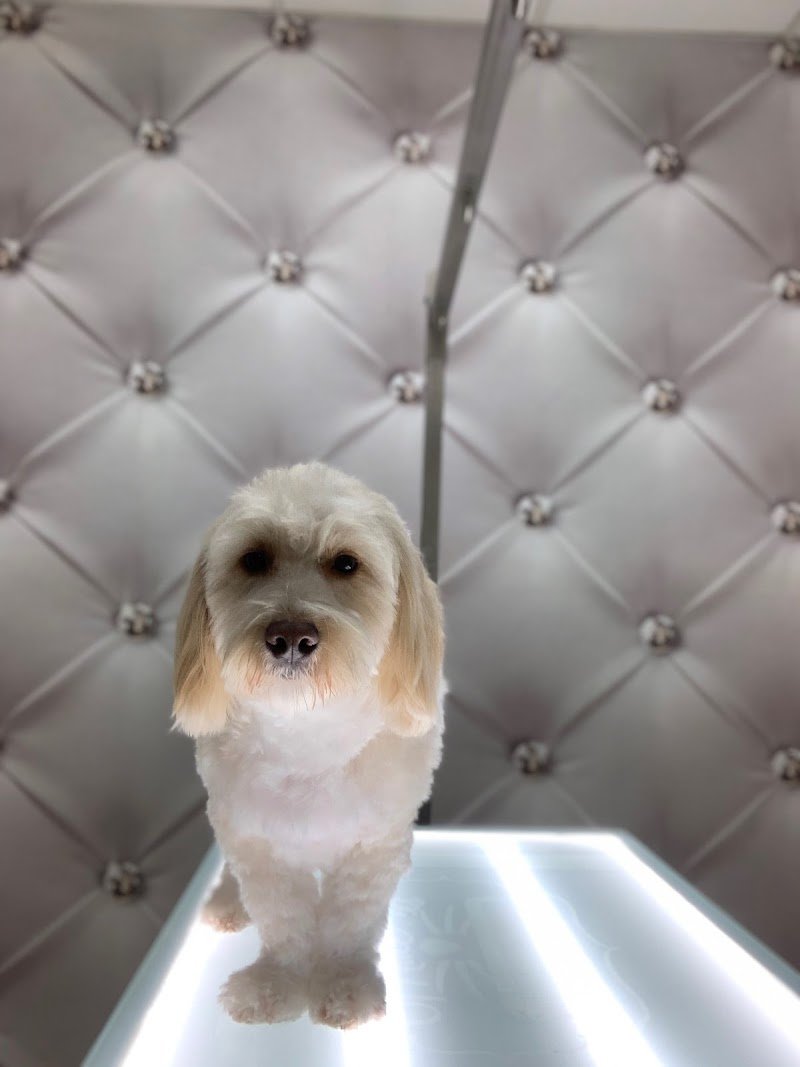 Beautiful Luxury Pet Institute - Foto 4