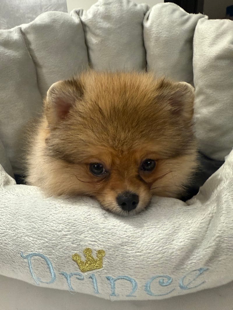 Beautiful Luxury Pet Institute - Foto 5