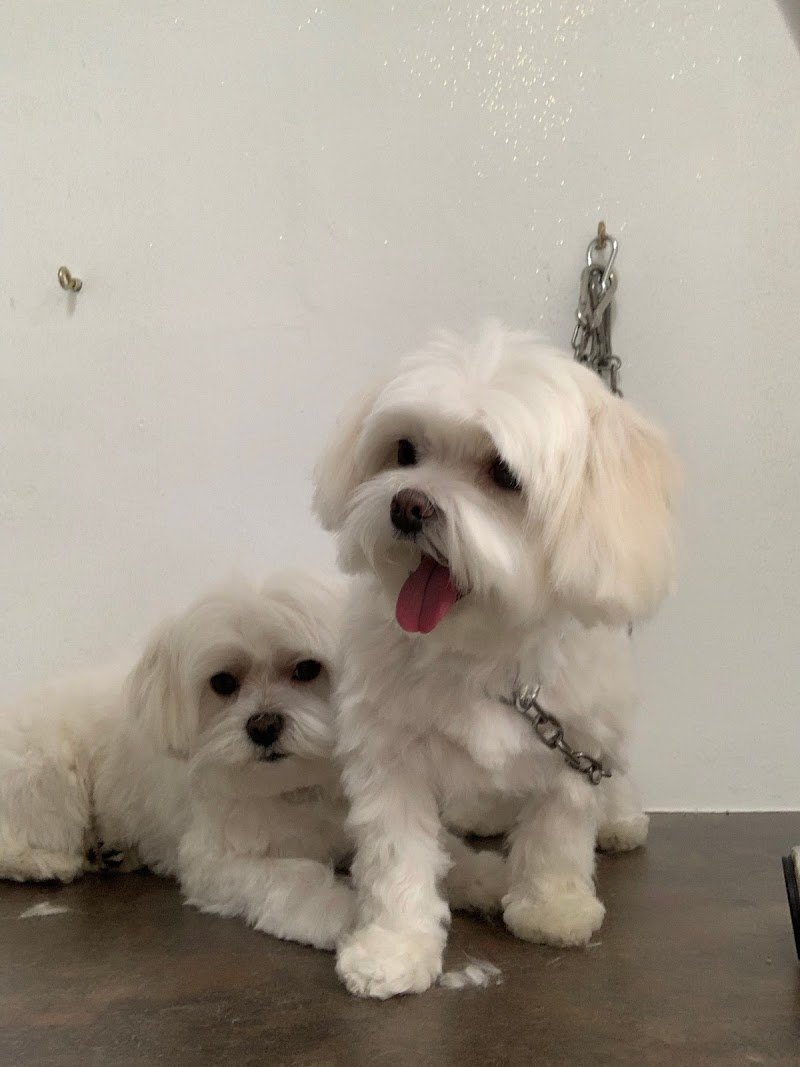 Beautiful Luxury Pet Institute - Foto 6