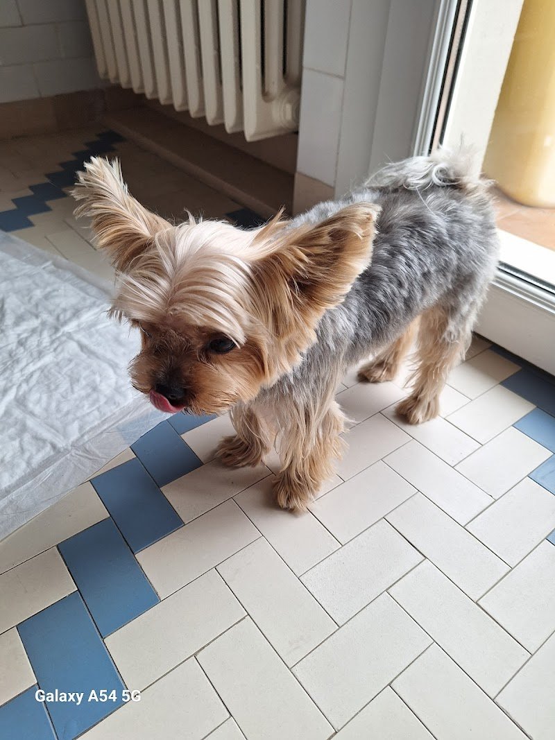 BEAUTIFUL PET - Sala Toelettatura & SPA - Foto 1