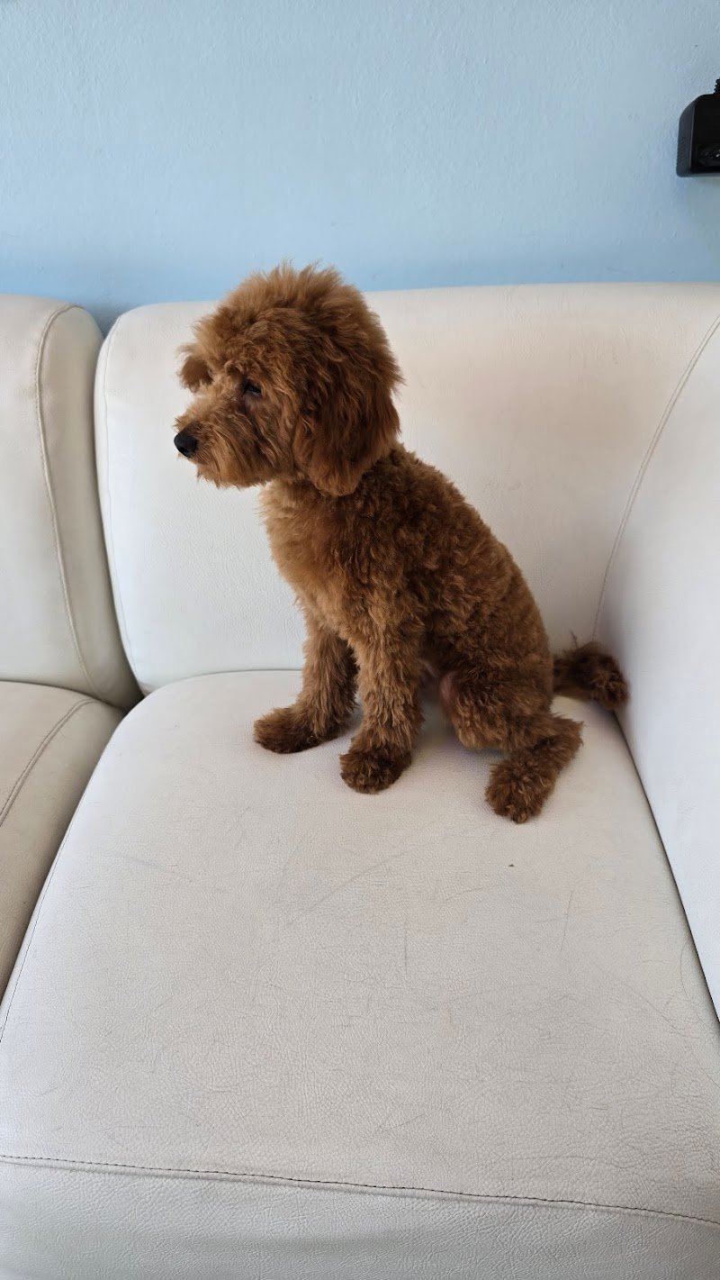 BEAUTIFUL PET - Sala Toelettatura & SPA - Foto 5