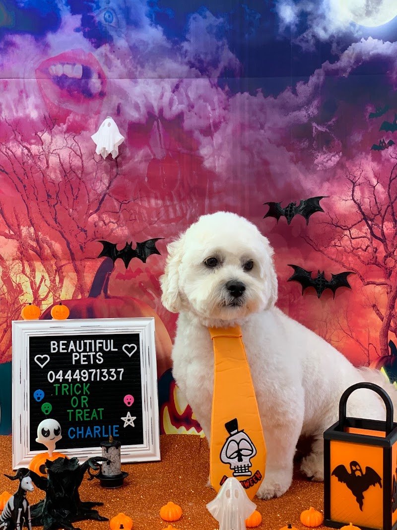 Beautiful Pets - Foto 2