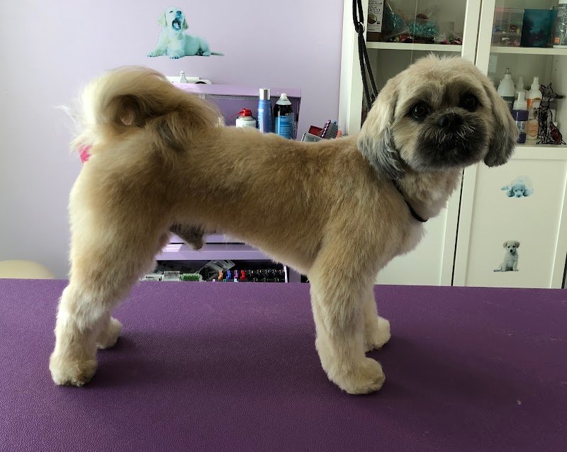 Beautiful Pets - Foto 3