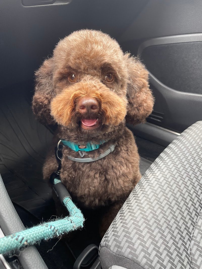 Beautiful Pets - Foto 5