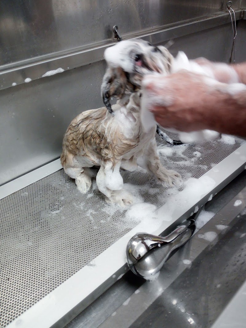 Beautiful Pets - Foto 6