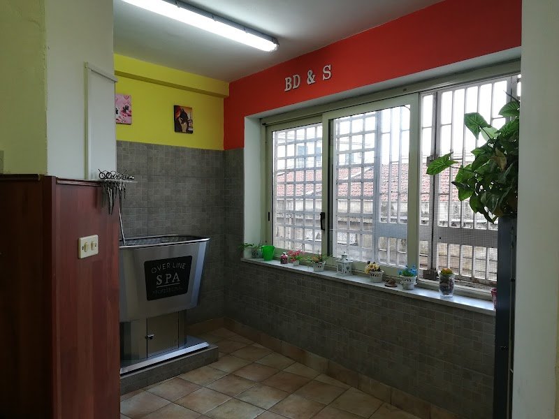 Beauty Dog Di Astefani Iuliana Daniela - Foto 2