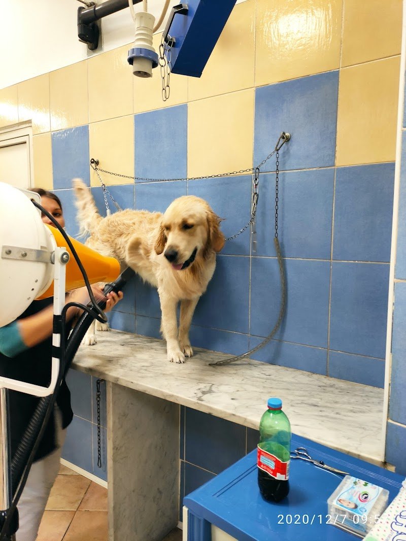 Beauty Dog Di Astefani Iuliana Daniela - Foto 3