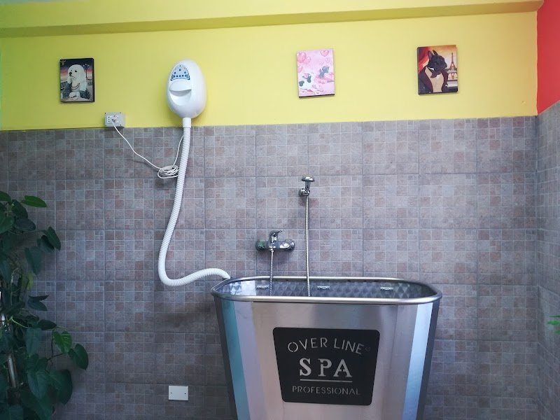 Beauty Dog Di Astefani Iuliana Daniela - Foto 5