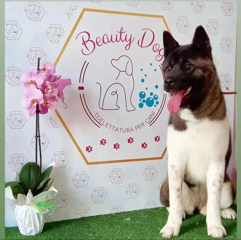 Beauty Dog di Carol D'andrea - Foto 1