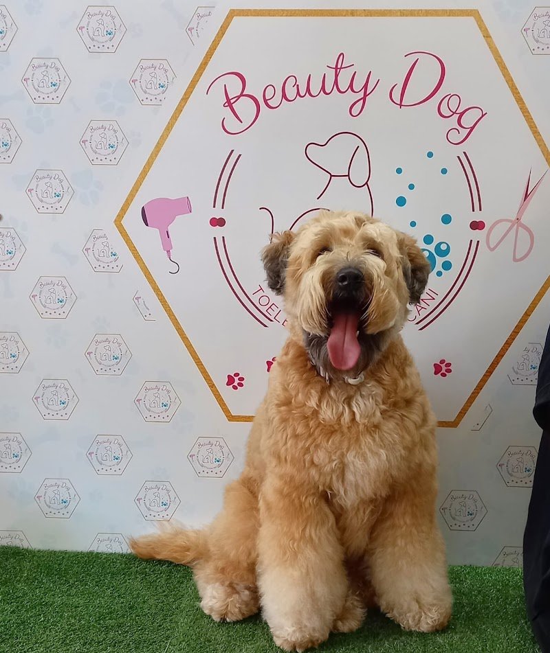 Beauty Dog di Carol D'andrea - Foto 2