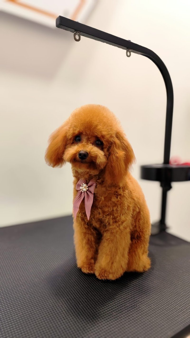 Beauty Dog di Carol D'andrea - Foto 4