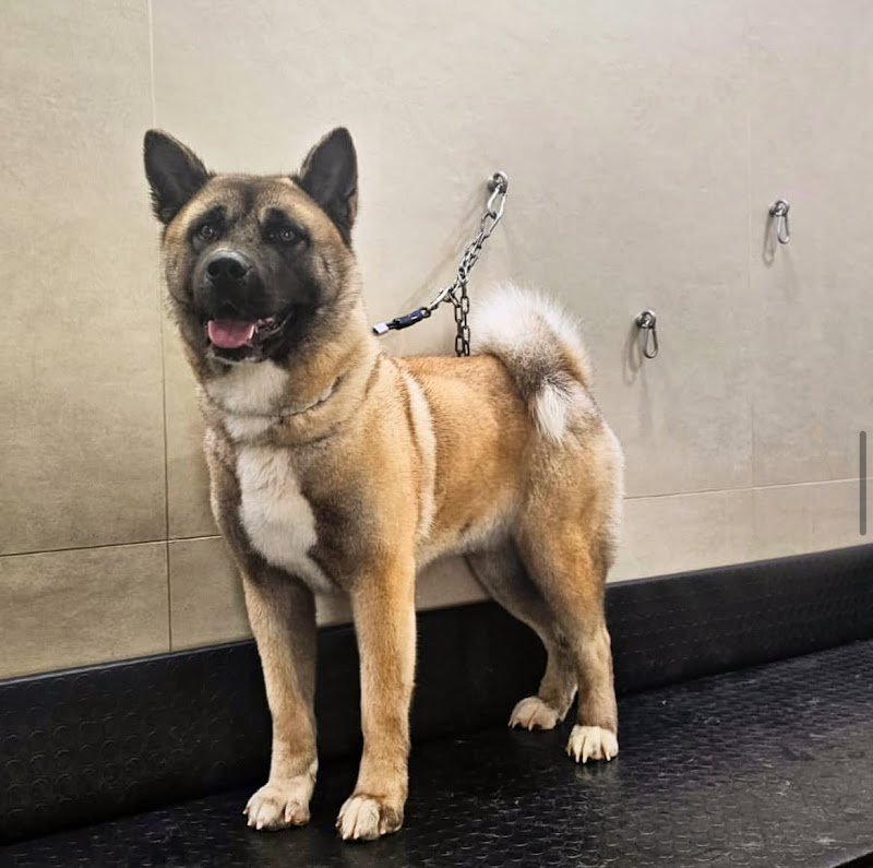 Beauty Dog di Carol D'andrea - Foto 5