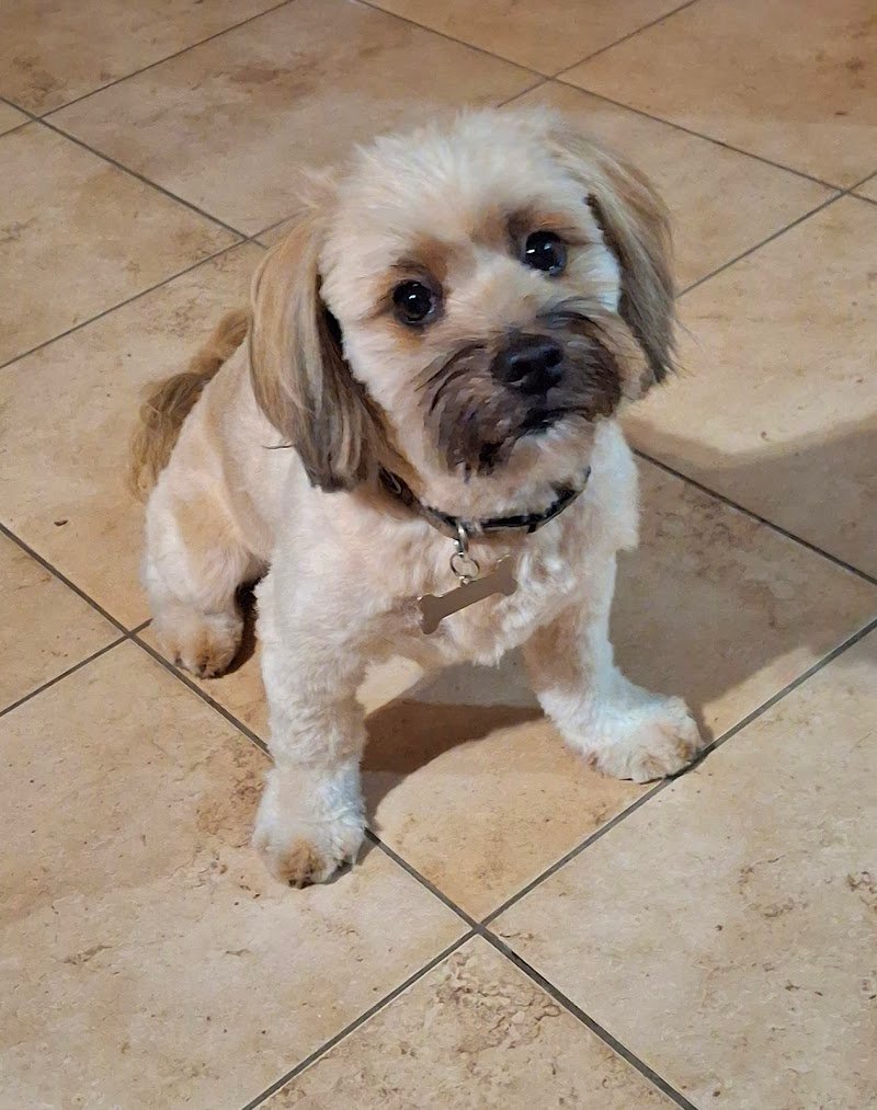 Beauty Dog di Carol D'andrea - Foto 6