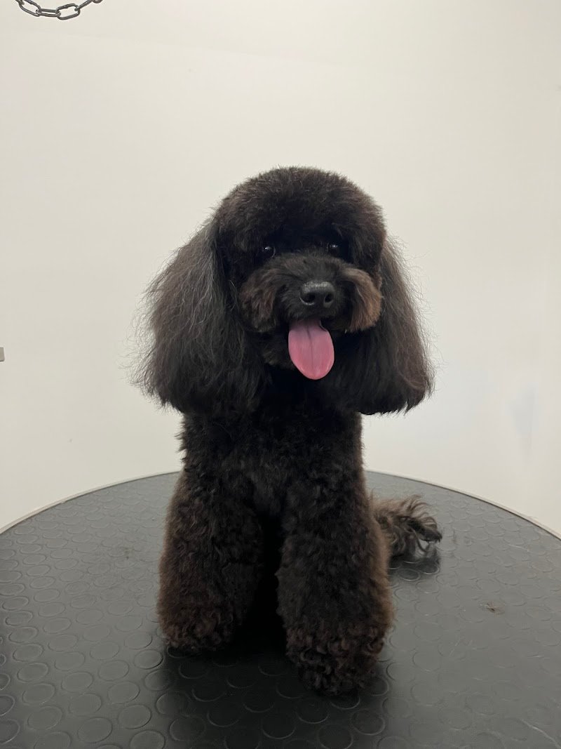 Beauty Dog di De Salvia Rita - Foto 1