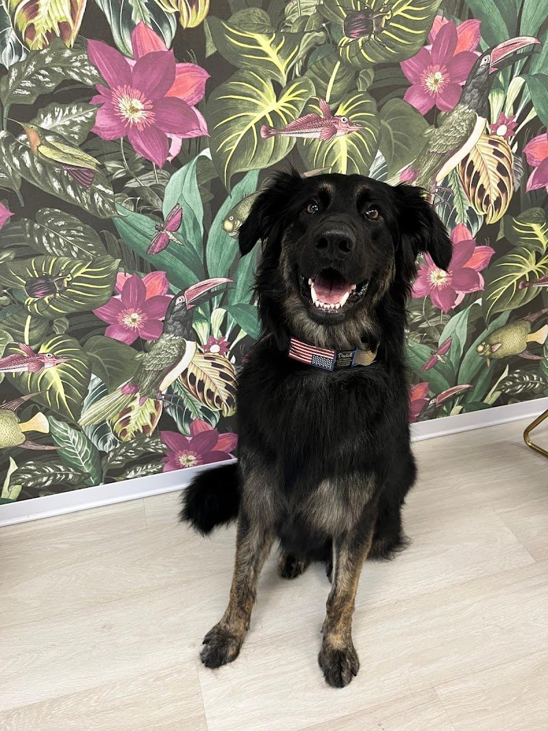 Beauty Dog di De Salvia Rita - Foto 2