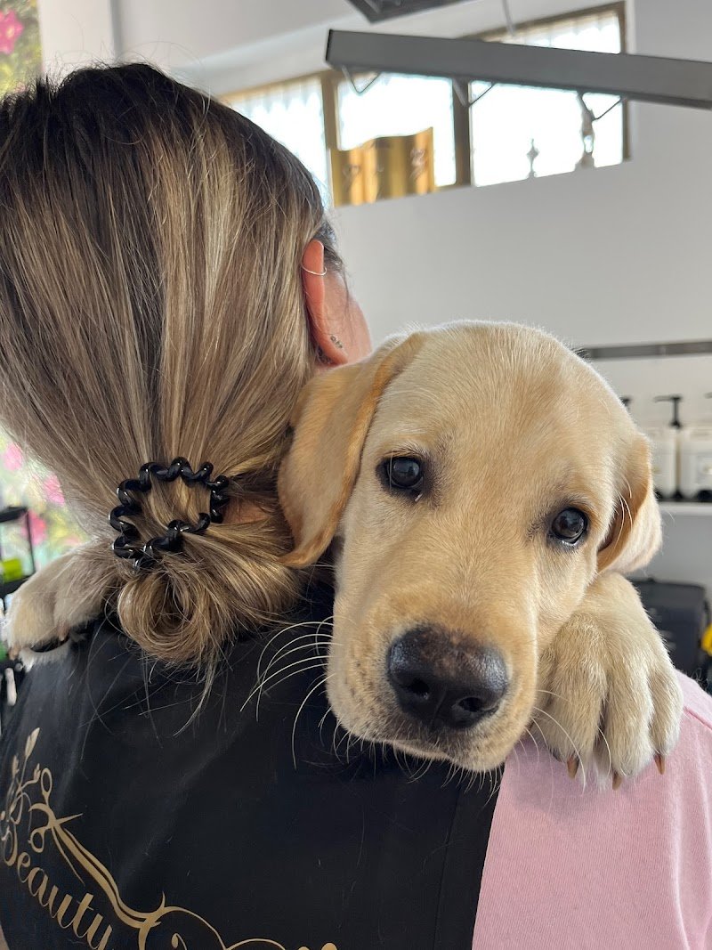 Beauty Dog di De Salvia Rita - Foto 4