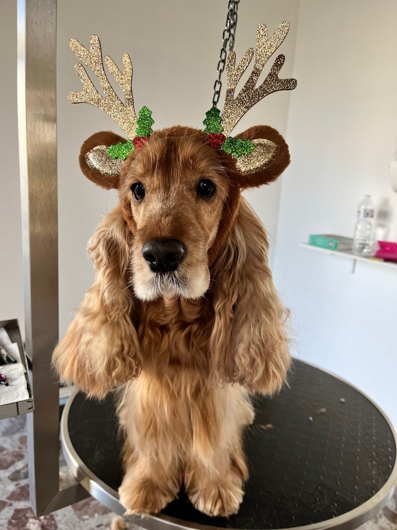 Beauty Dog di De Salvia Rita - Foto 5