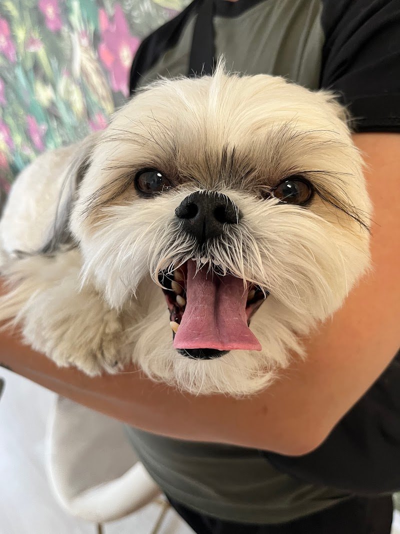 Beauty Dog di De Salvia Rita - Foto 6