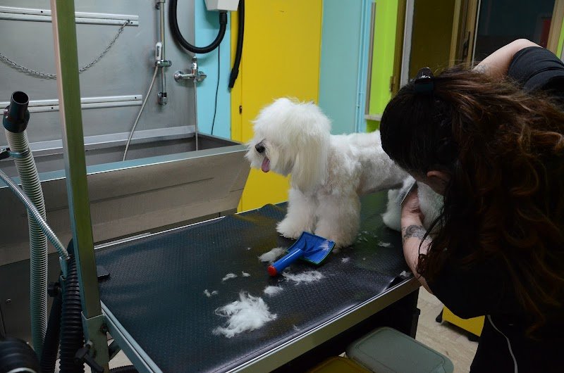 Beauty Dog di Di Persia Giuseppe Toelettatura per Animali Domestici Potenza - Foto 1