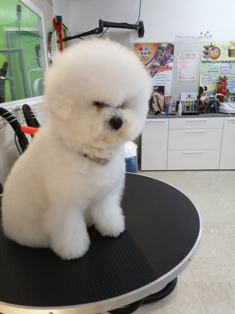 Beauty Dog di Di Persia Giuseppe Toelettatura per Animali Domestici Potenza - Foto 2