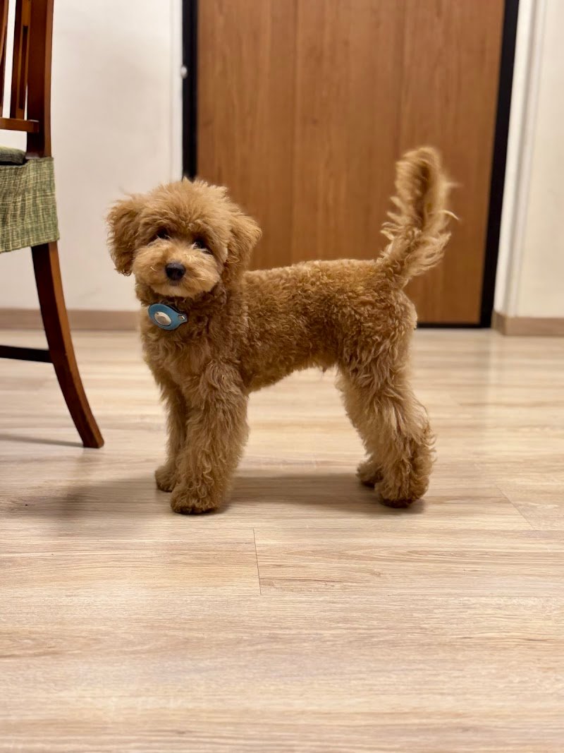 Beauty Dog di Di Persia Giuseppe Toelettatura per Animali Domestici Potenza - Foto 3