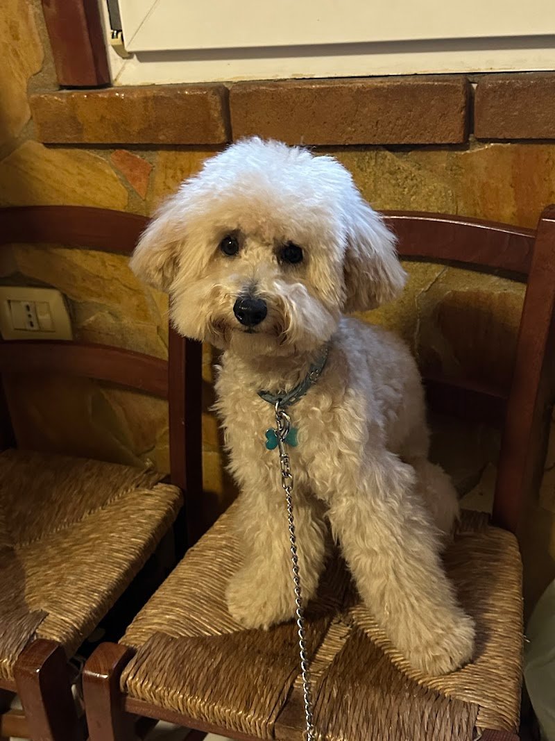 Beauty Dog di Gianmarco Paretta - Foto 1