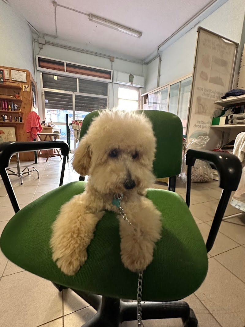 Beauty Dog di Gianmarco Paretta - Foto 2