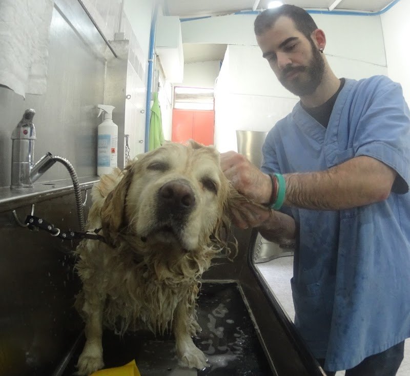 Beauty Dog di Gianmarco Paretta - Foto 3