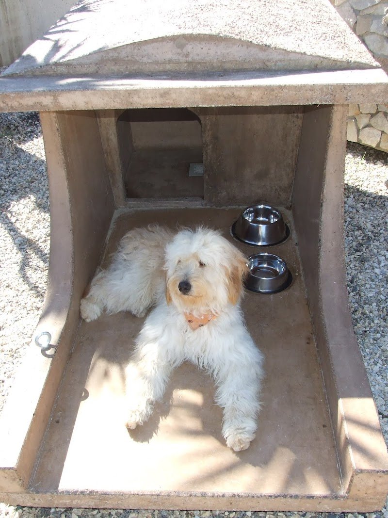 Beauty Dog di Gianmarco Paretta - Foto 4