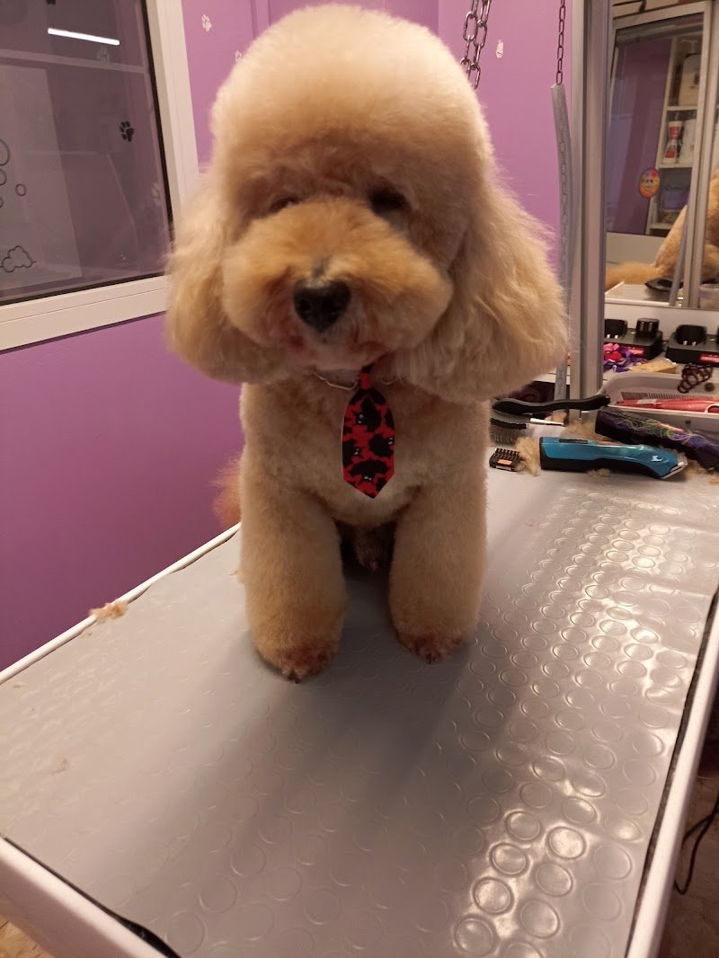 Beauty Dog Di Lombardo Valentina - Foto 1