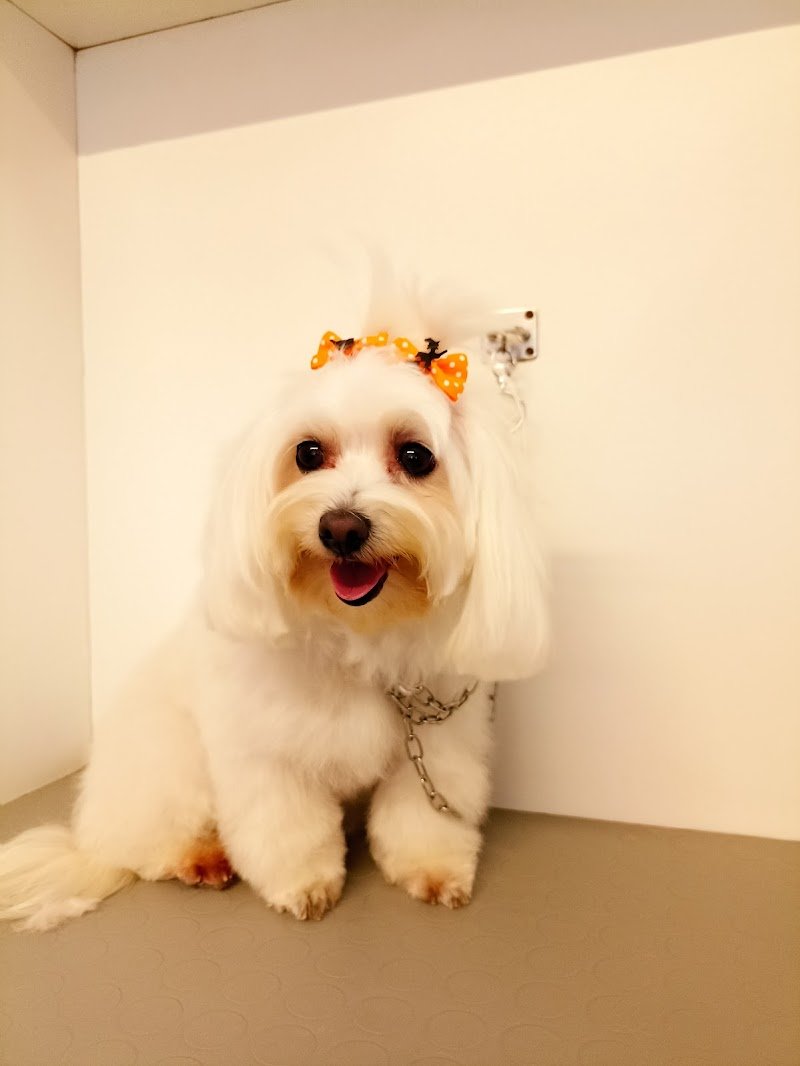 Beauty Dog Di Lombardo Valentina - Foto 2