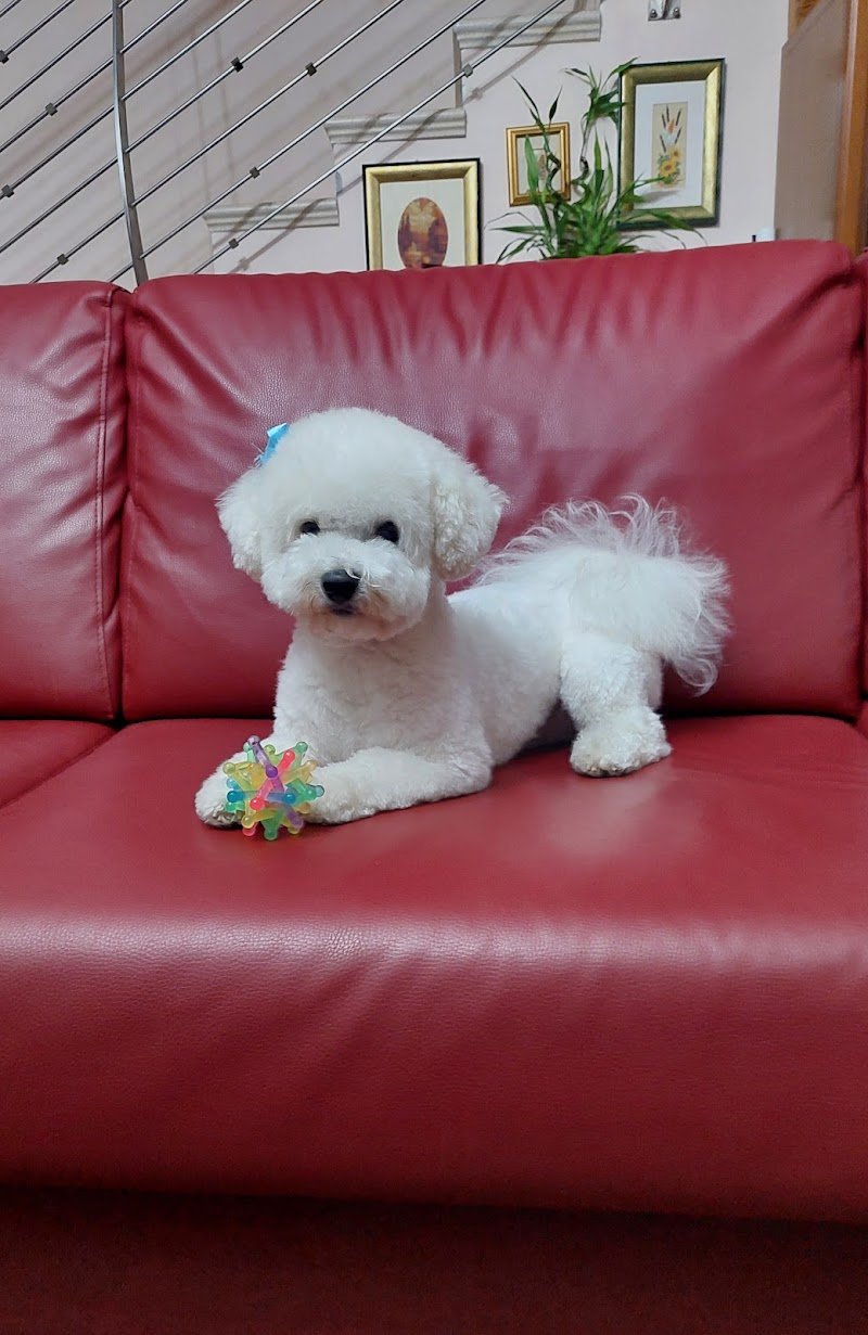 Beauty Dog Di Lombardo Valentina - Foto 3