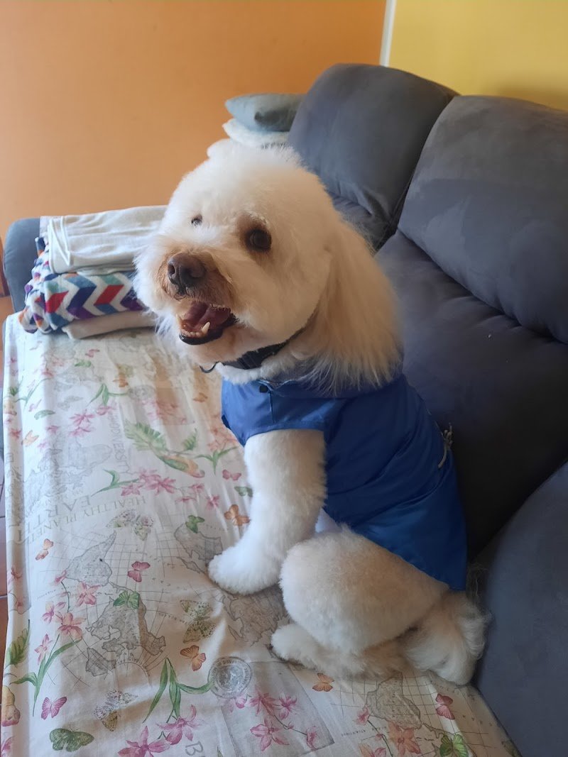 Beauty Dog Di Lombardo Valentina - Foto 4