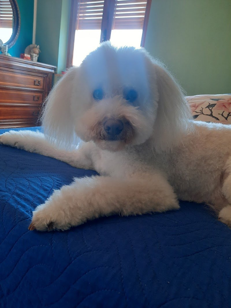 Beauty Dog Di Lombardo Valentina - Foto 5