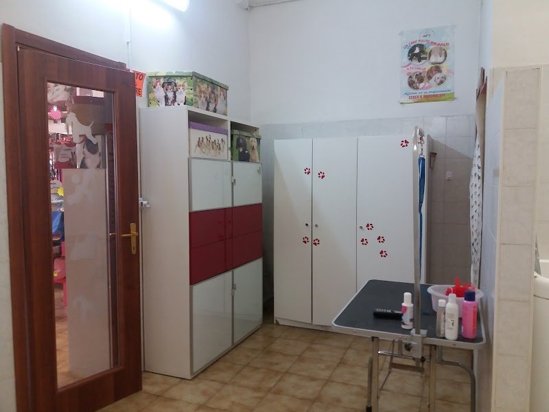 Beauty Dog Di Tabarrini Patrizia - Foto 5